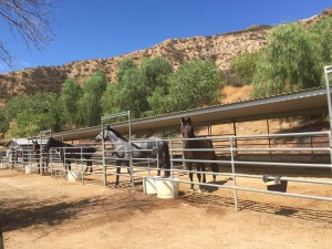 24x24 paddocks