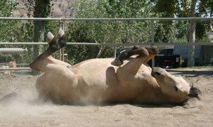 Horse daycare services santa clarita, CA