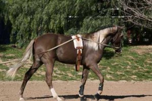 horse training hunter jumper dressage santa clarita california